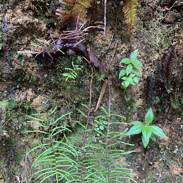 Gleichenia peltophora