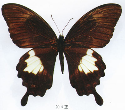 寬頻鳳蝶東部亞種--雌（正面）