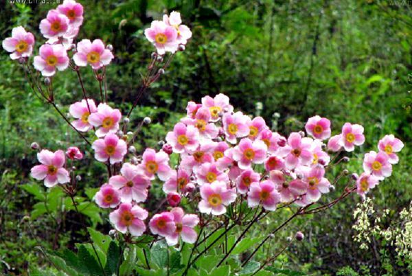 打破碗花花(五雷火) 打破碗花花(五雷火)