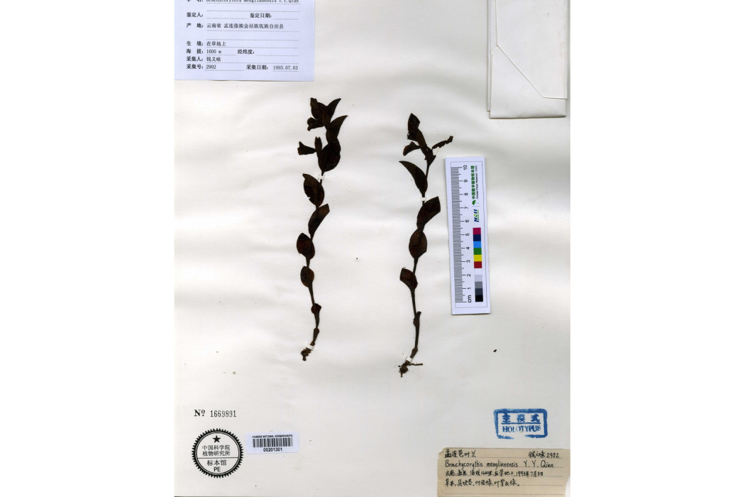孟連苞葉蘭 孟連苞葉蘭