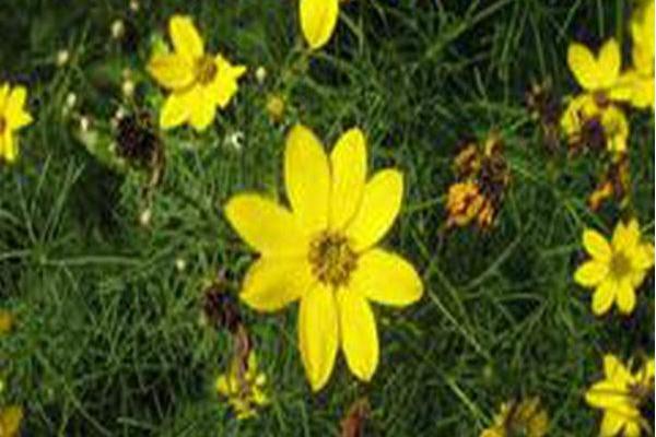Coreopsis verticillata Coreopsis verticillata