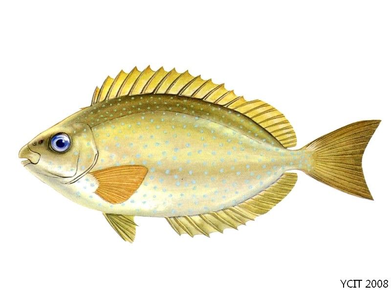 斑籃子魚 斑籃子魚