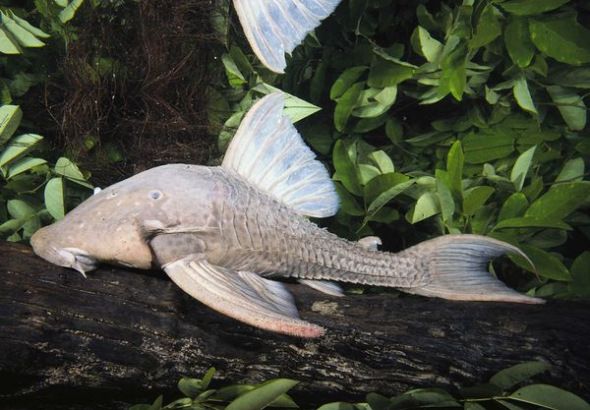 甲鯰魚 甲鯰魚