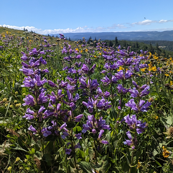 Penstemon glandulosus