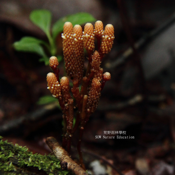 Epirixanthes papuana