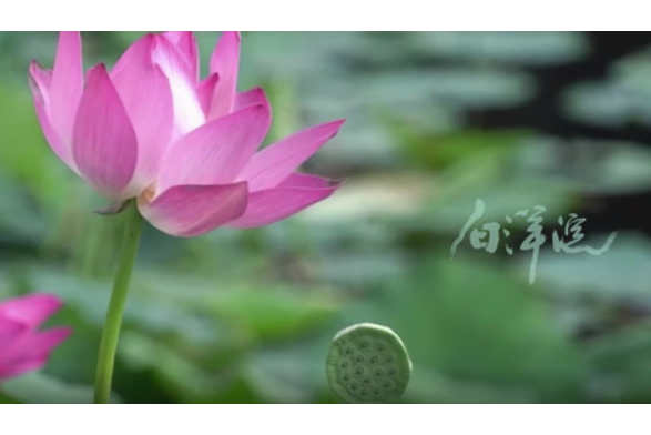 白洋淀(國家廣電總局2023年第四季度優秀國產紀錄片) 白洋淀(國家廣電總局2023年第四季度優秀國產紀錄片)