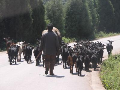 村民發展黑山羊養殖
