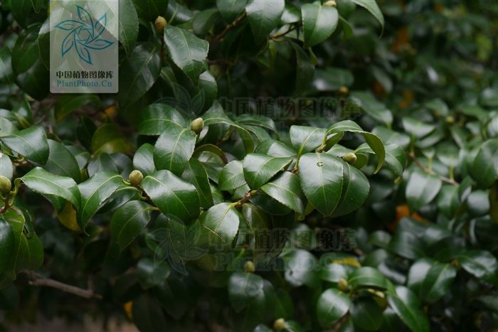 山茶優樹-扁果紅山茶樹