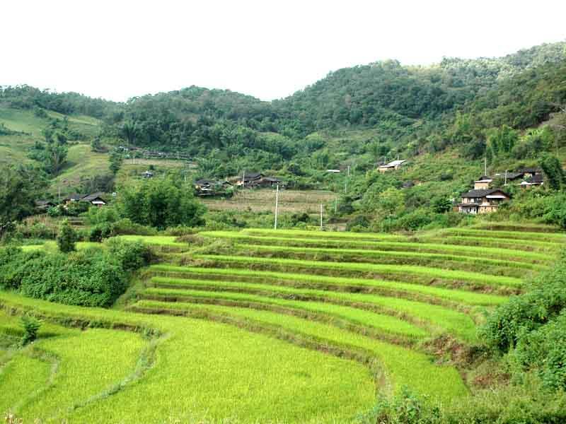 紅毛樹村(景洪市景訥鄉勐板村委會下轄村) 紅毛樹村(景洪市景訥鄉勐板村委會下轄村)