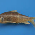 長鰭光唇魚 長鰭光唇魚