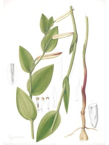 紫薇科雷蘭 紫薇科雷蘭