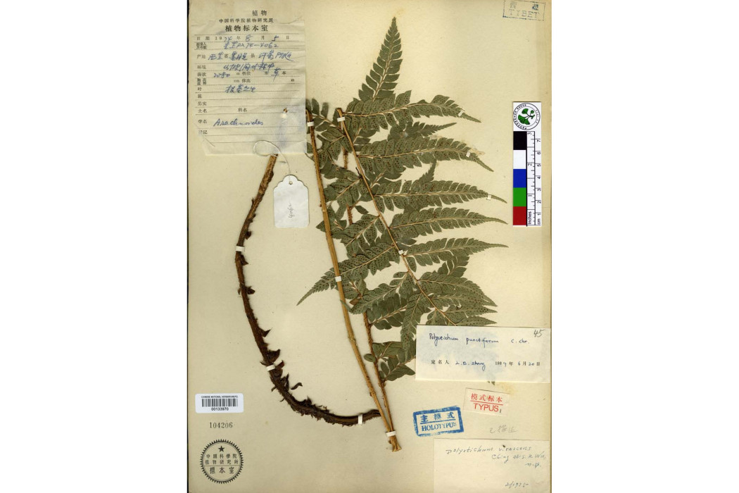 綠色耳蕨 綠色耳蕨