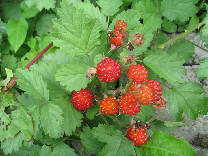 野草莓(薔薇科植物)