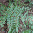 紫萁(蕨類植物) 紫萁(蕨類植物)