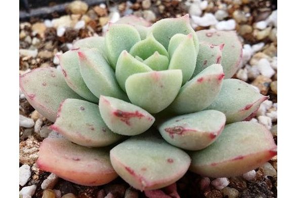 砂糖(景天科擬石蓮屬植物) 砂糖(景天科擬石蓮屬植物)