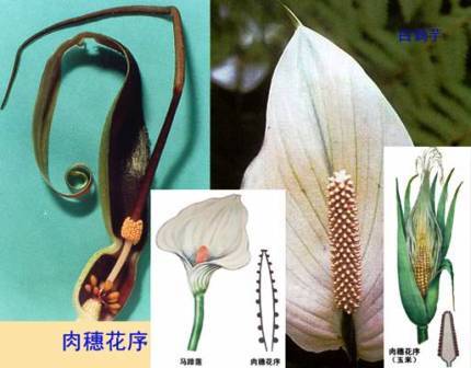 佛焰花序(佛焰花) 佛焰花序(佛焰花)