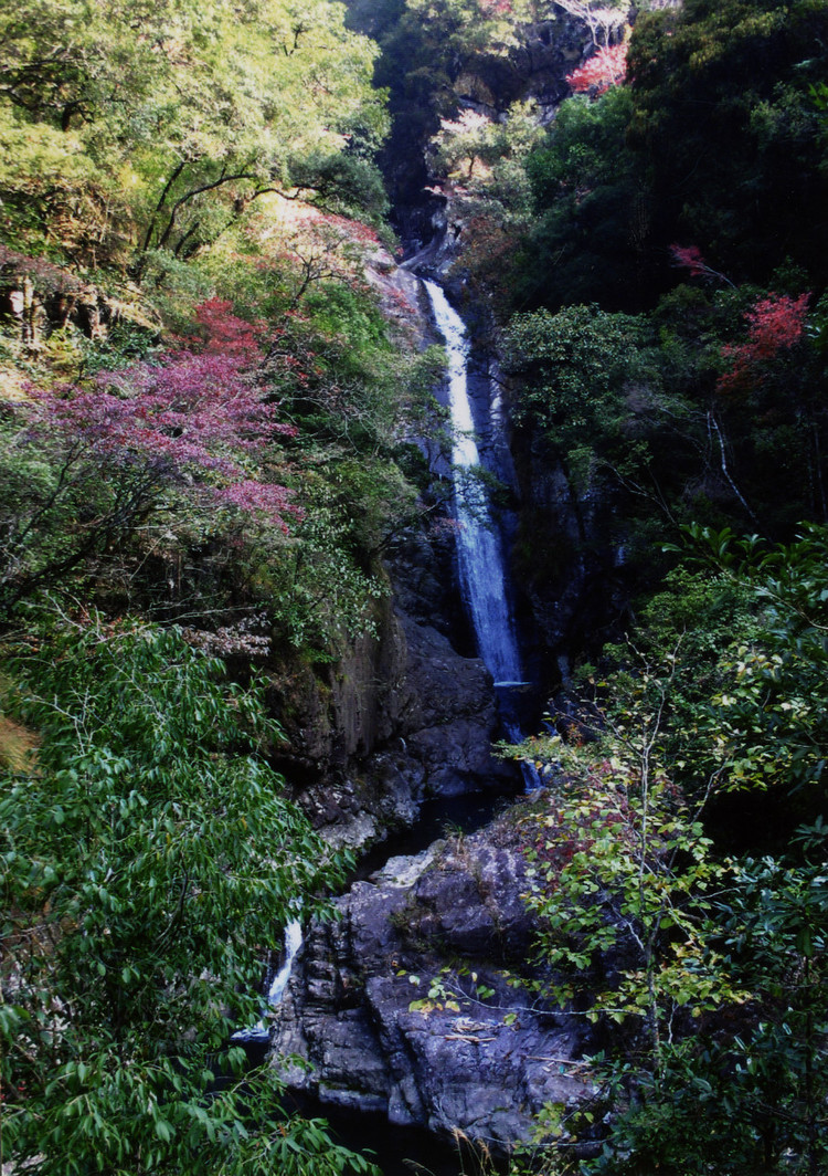 芎坑村原始森林