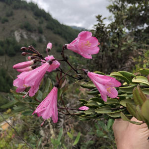 Bejaria infundibula