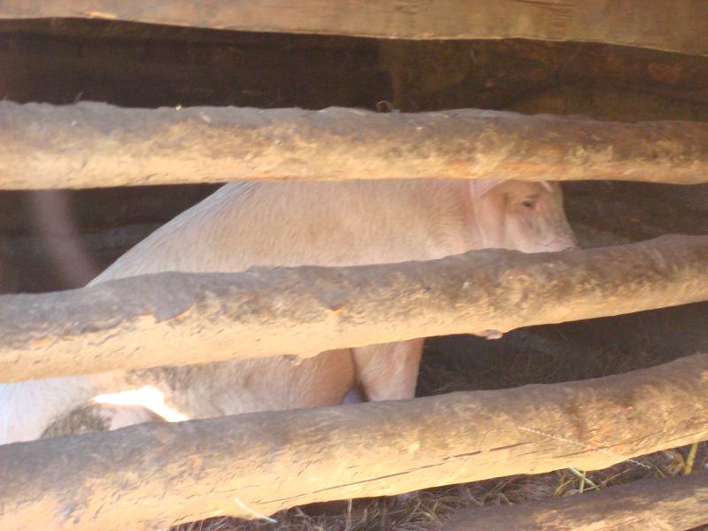 邑巴拉村-生豬養殖