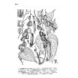 柔毛薯蕷 柔毛薯蕷