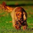 英國可卡犬(英卡) 英國可卡犬(英卡)