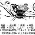 螫針 螫針