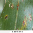 高粱紫輪病 高粱紫輪病