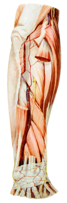 前臂後區深層結構