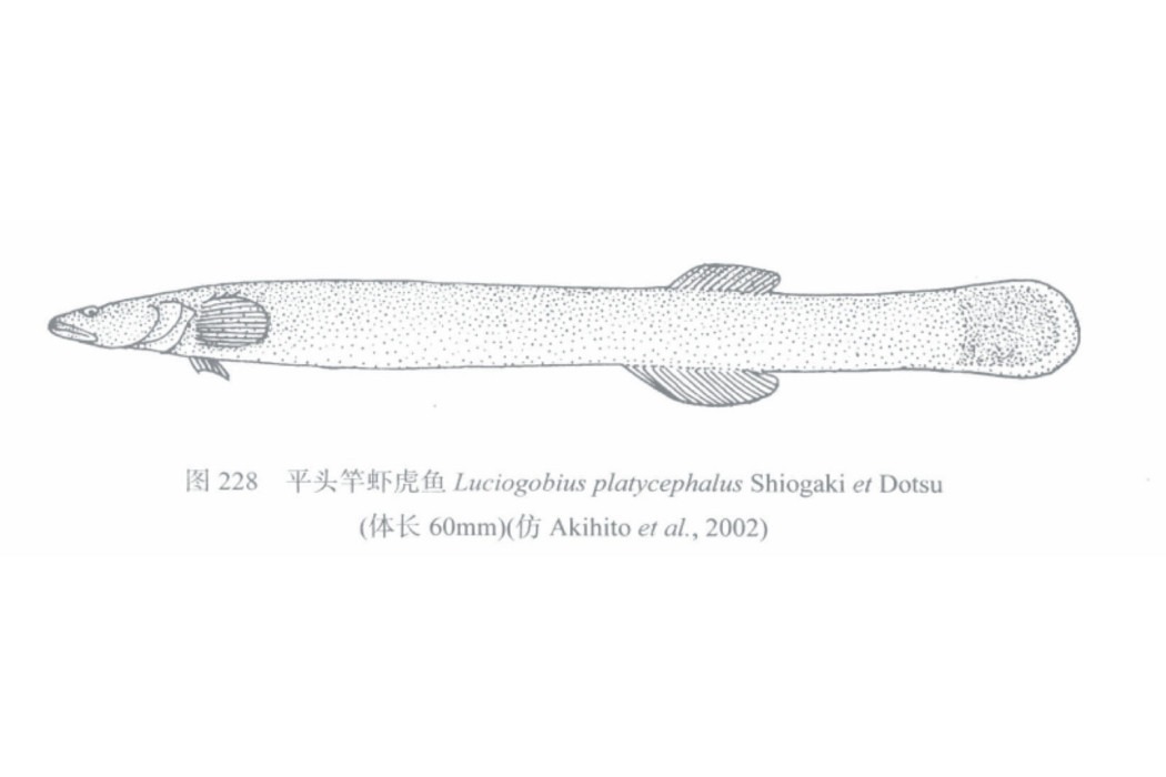 平頭竿蝦虎魚 平頭竿蝦虎魚
