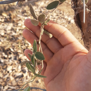 Galactia acapulcensis