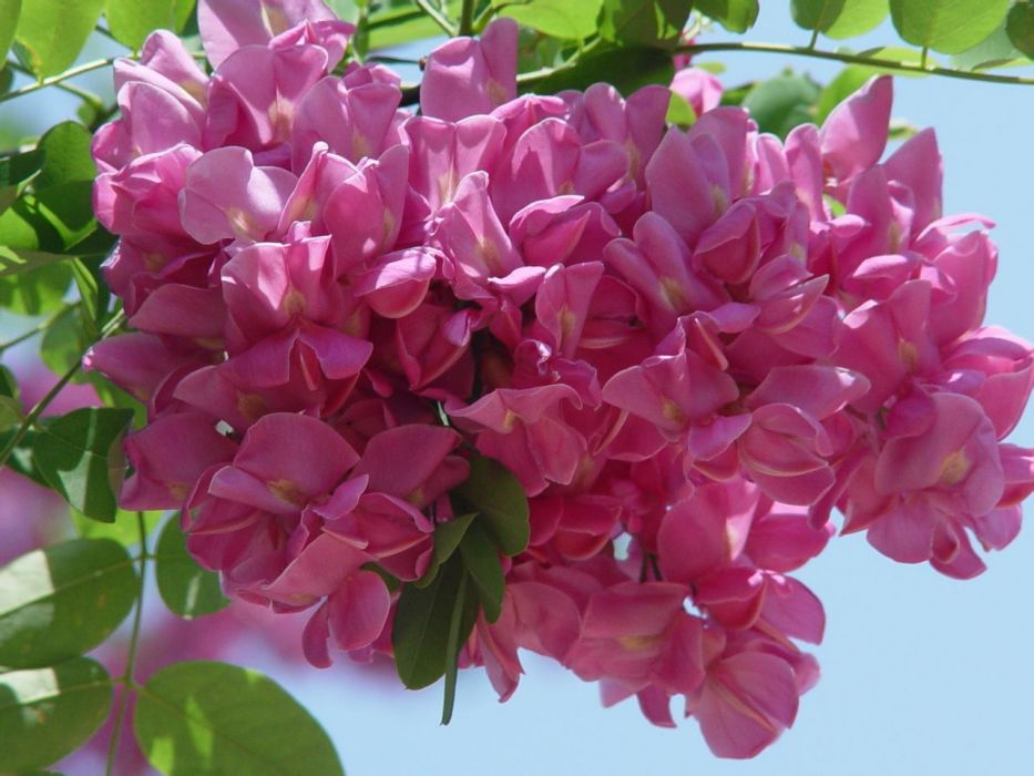 槐香園 槐香園