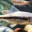 擬圓唇魚 擬圓唇魚