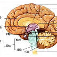人腦圖譜