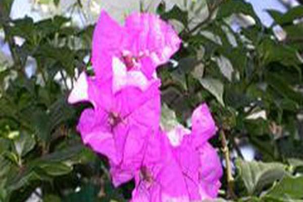 Bougainvillea (group) Bougainvillea (group)