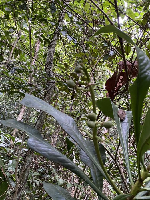 Conchocarpus longifolius