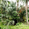 西谷椰子樹