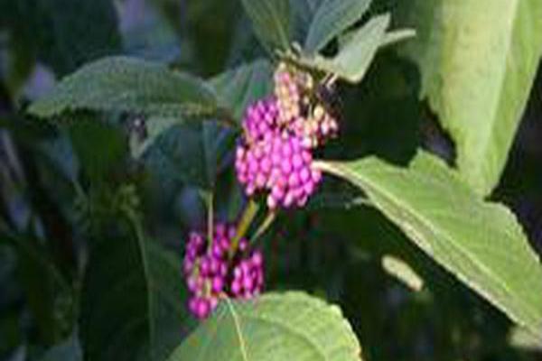 Callicarpa bodinieri var. giraldii \x27Profusion\x27 Callicarpa bodinieri var. giraldii \x27Profusion\x27