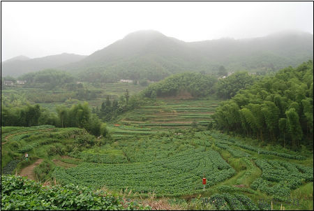 甘棠鎮(安徽省黃山市黃山區下轄鎮)