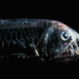 毒蛇魚 毒蛇魚