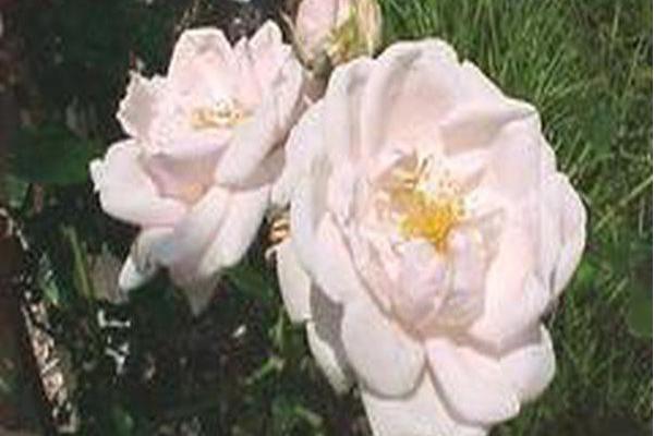 Rosa \x27New Dawn\x27 Rosa \x27New Dawn\x27