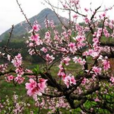 桃仁樹 桃仁樹