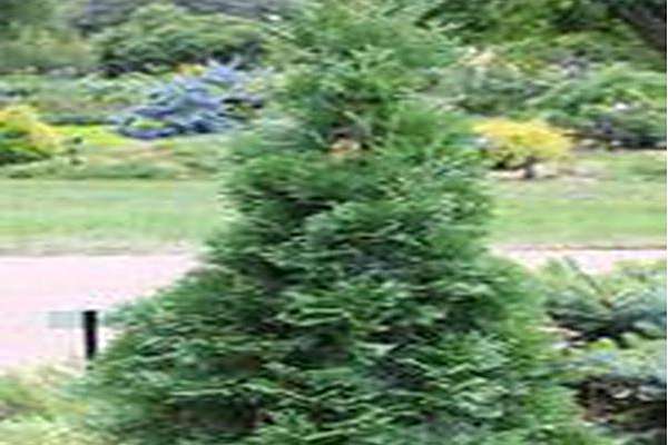 Thuja occidentalis \x27Skinner Dwarf\x27 Thuja occidentalis \x27Skinner Dwarf\x27