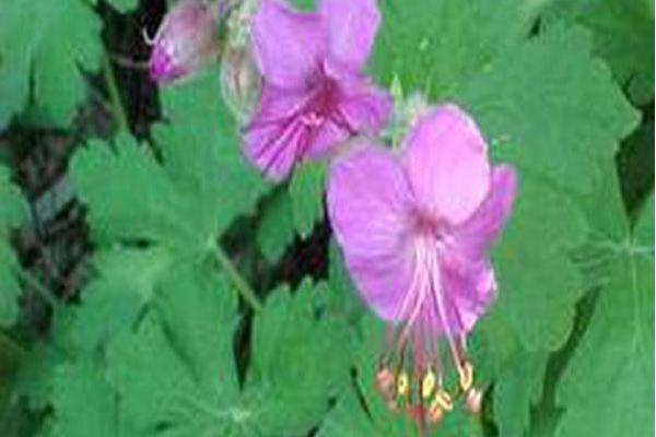 Geranium macrorrhizum \x27Bevan\x27s Variety\x27 Geranium macrorrhizum \x27Bevan\x27s Variety\x27
