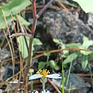 Alloispermum gonzaleziae