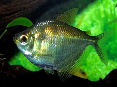 銀鱗燈魚 銀鱗燈魚
