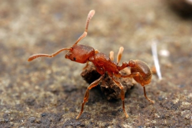 小巢蟻屬