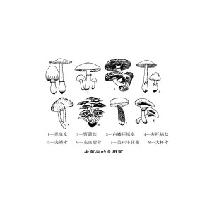 灰色菇 灰色菇