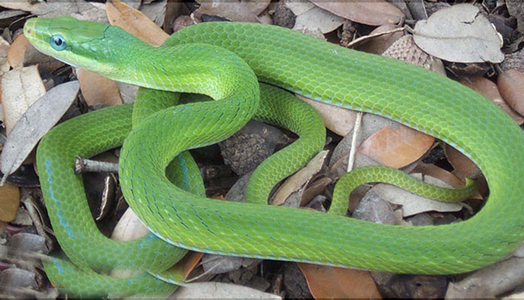 糙鱗綠蛇