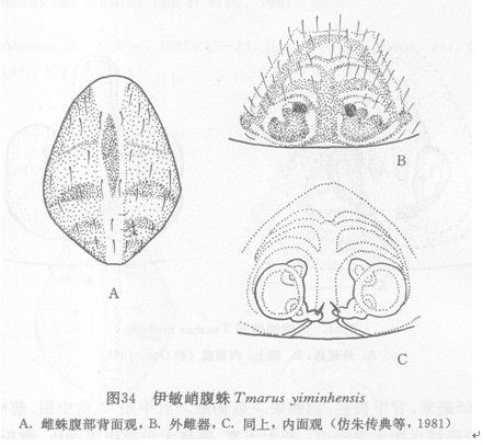 伊敏峭腹蛛 伊敏峭腹蛛