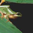 廣西疣斑樹蛙